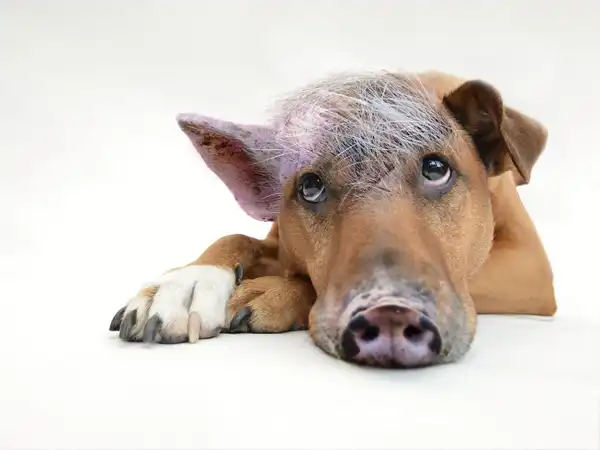 ขนส่งน้องหมา